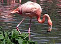 Caribbean Flamingo