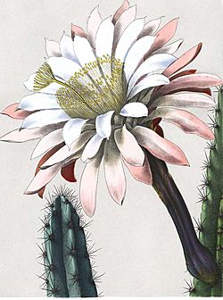 Cereus aethiops (C. chalybaeus) Bluehende Kakteen 3.135. 1921.jpg