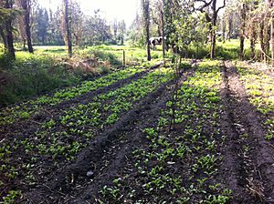 Archivo:Chinampa con cultivo de rábano en el Lago de Xochimilco