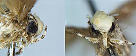 Archivo:Close up photograph of the Head of a Male Neopalpa donaldtrumpi