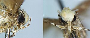 Archivo:Close up photograph of the Head of a Male Neopalpa donaldtrumpi