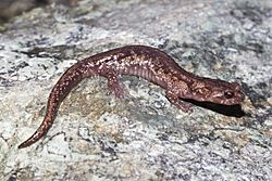 Clouded Salamander, Aneides ferreus.jpg