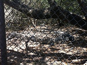 Archivo:Cocodrilos Estero Boca Negra