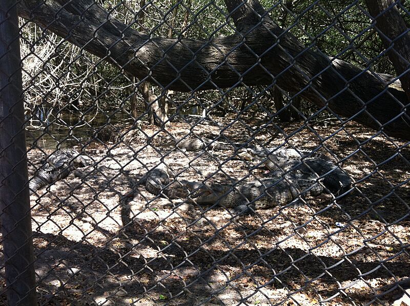 Cocodrilos Estero Boca Negra