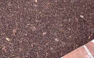 Archivo:Compost.mulch