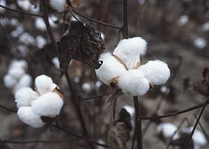 Archivo:CottonPlant