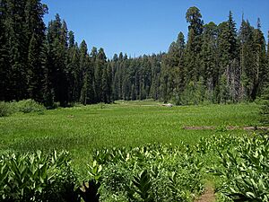 Archivo:Crescent Meadow