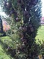 Cupressus sempervirens - kew 2