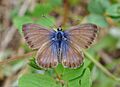 Cyclyrius webbianus qtl1