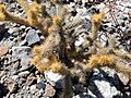 Cylindropuntia alcahes (5780774405)
