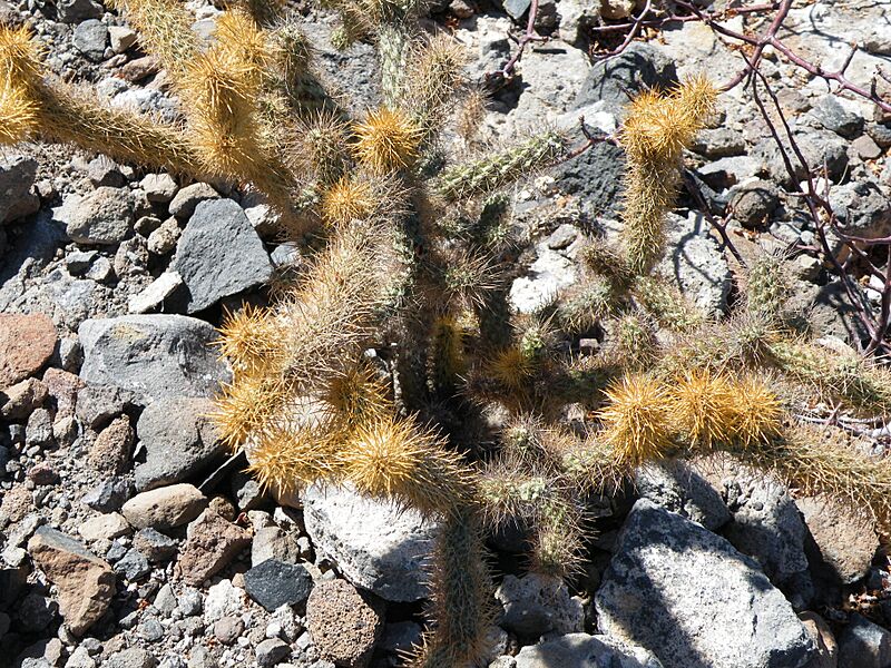 Cylindropuntia alcahes (5780774405)