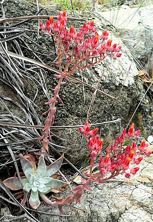 Archivo:Dudleya cymosa 1