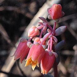 Archivo:Echeveria amoena flores