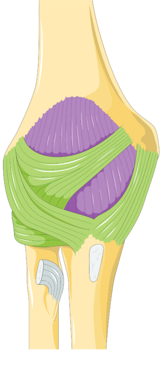 Elbow - Anterior view -- Smart-Servier.png