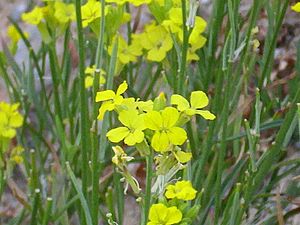 Archivo:Erysimum nevadensis Enfoque 2010-7-17 SierraNevada