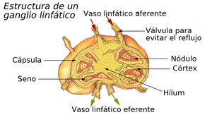 Archivo:Estructura d'un gangli limfàtic.es