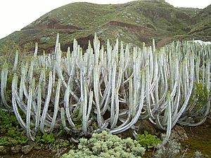 Archivo:Euphorbia canariensis (La Fajana) 11