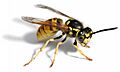 European wasp white bg02