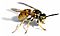 European wasp white bg02.jpg