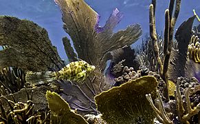 Fish in corals, Culebra Puerto Rico