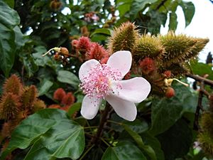 Archivo:Flor y Fruto de Onoto (Bixa orellana)