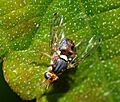 Fly December 2007-11