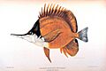 Forcipiger longirostris