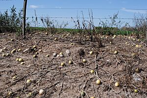Archivo:Fruits of Cucurbita maxima ssp. andreana