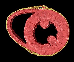Archivo:Heart short axis transgastric view