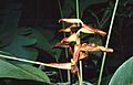 Heliconia irrasa 1
