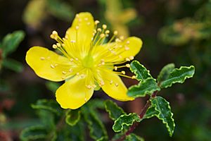 Archivo:Hypericum balearicum