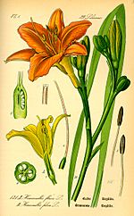 Archivo:Illustration Hemerocallis fulva0