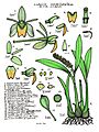 LR047 72dpi Liparis condylobulbon