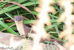 Archivo:Least weasel in Algeria