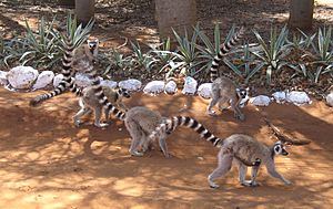 Archivo:Lemur catta 003
