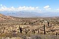 Los Cardones National Park 04