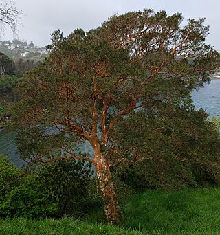 Luma apiculata 2019.jpg