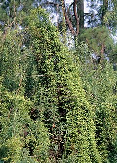 Archivo:Lygodium japonicum