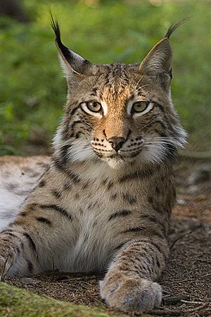 Archivo:Lynx lynx poing
