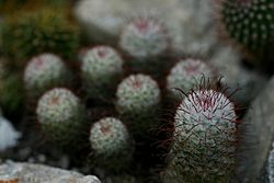 Mammillaria halei (3).JPG