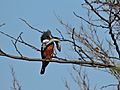 Martín Pescador Grande (5) (Matraca)(Megaceryle torquata)