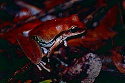 Northern Stony Creek Tree Frog (Litoria jungguy) (9822906336).jpg