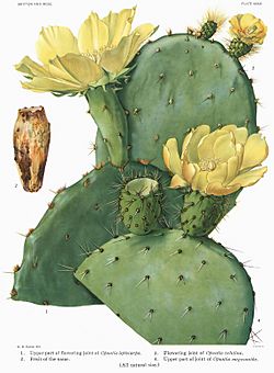 Opuntia20 filtered.jpg