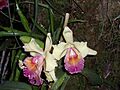 Orquideas-misiones2