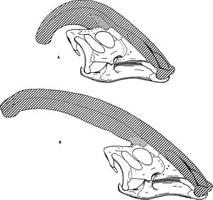 Archivo:Parasaurolophus skulls