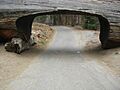Parque Nacional Sequoia3558