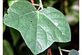 Passiflora lutea NRCS-1
