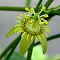 Passiflora suberosa (1)