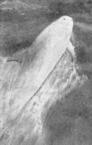 Pelorus Jack.jpg
