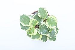 Archivo:Peperomia obtusifolia variegata
